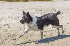 Australian Cattle Dog or Blue Heeler, similar to the one found paddling for life over a mile offshore, running on a beach in Florida, USA.