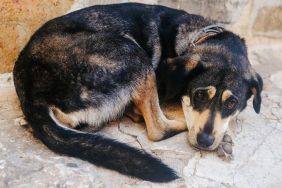 Photo of a lost dog, similar to the one who was adopted by the kind couple in Michigan.