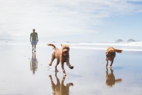 A Golden Retriever and a Poodle mix, similar to the dog who was saved from a coyote attack in South Carolina, frolicking around on the beach on a beautiful, sunny day.