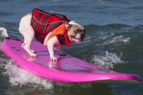 Dog on a pink/purple surfboard trying his best similar to several canines for the World Dog Surfing Championship 2024.