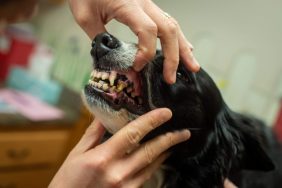 Vet checking dog’s teeth for cavities.