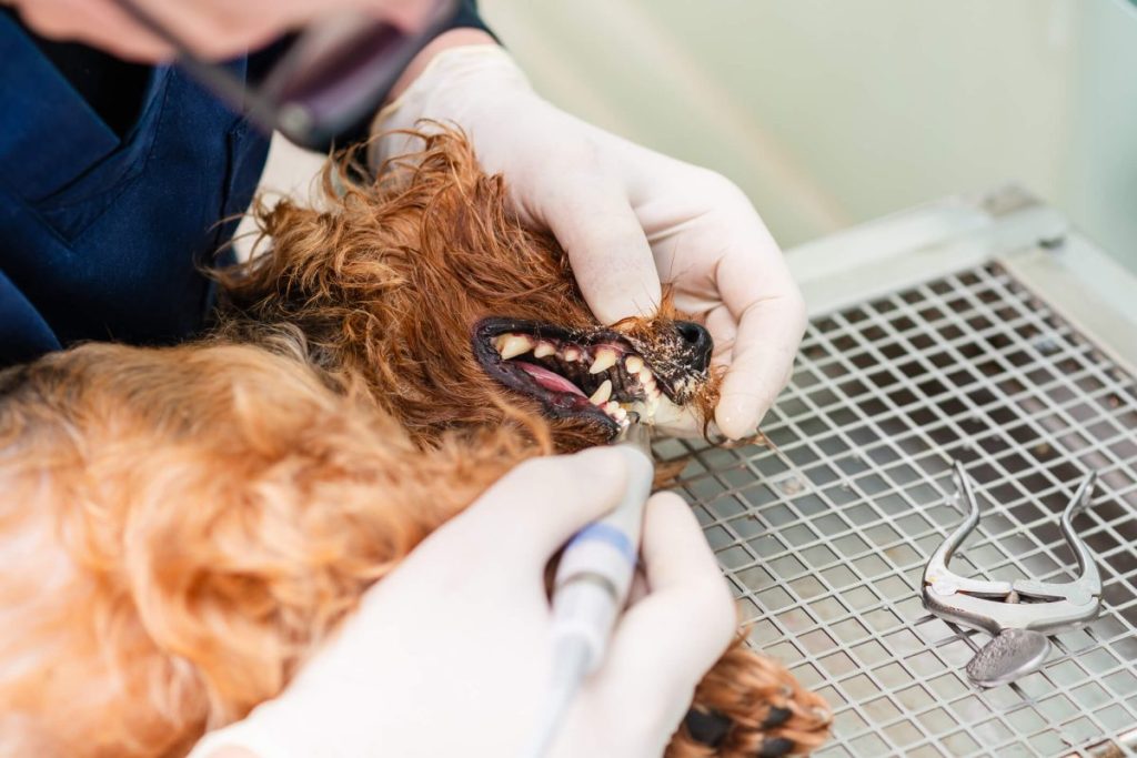 Vétérinaire nettoyant les dents d'un chien sous anesthésie.