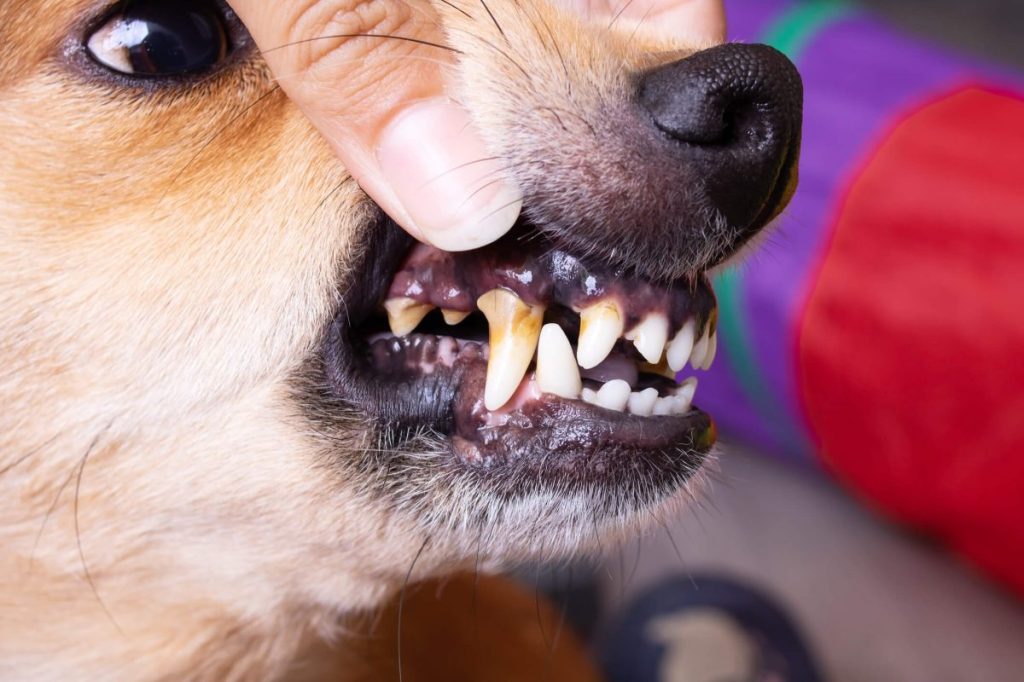 Accumulation de tartre sur les dents du chien.