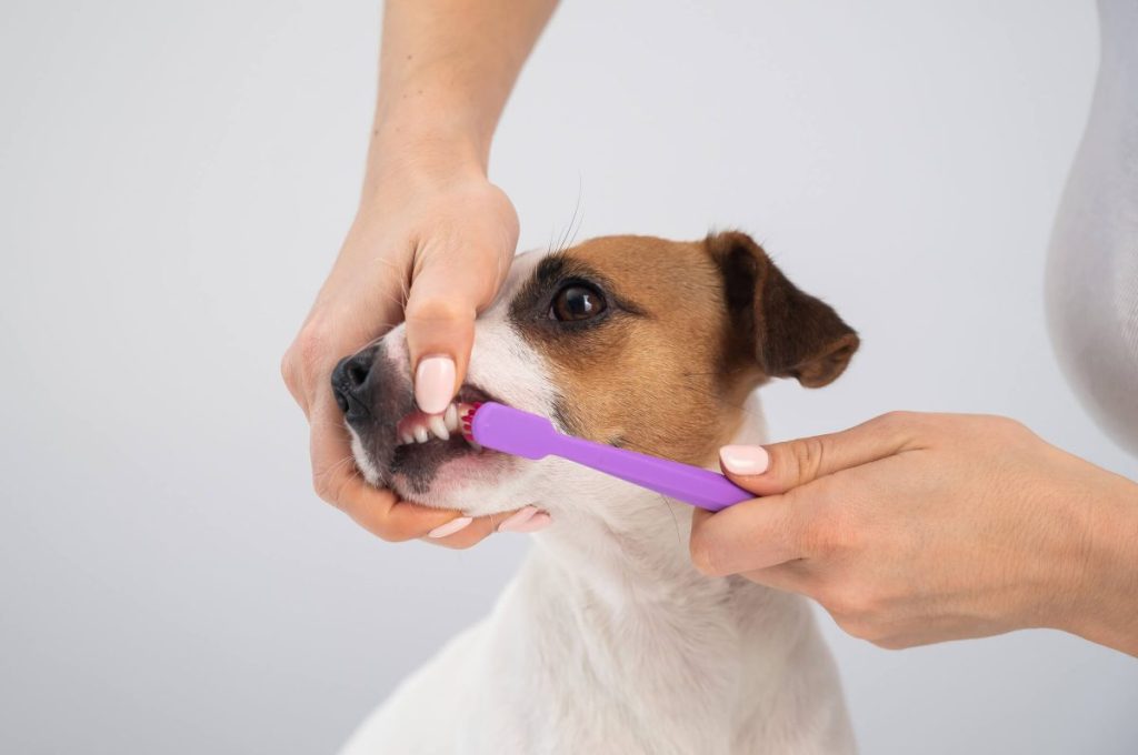 Femme brossant les dents de son chien pour prévenir les caries.