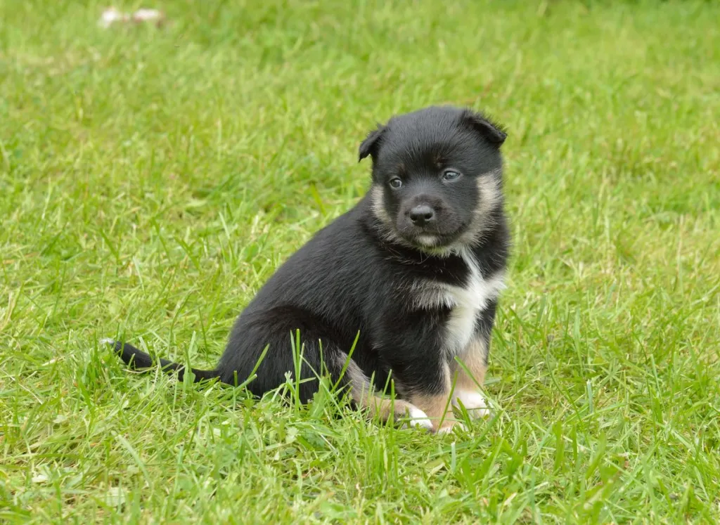 Chiot Lapponian Herder.