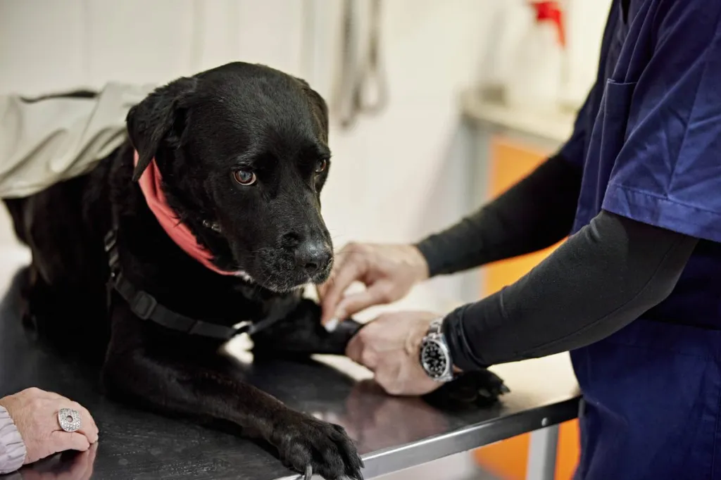 Vétérinaire prélevant le sang d'un chien labrador pour le tester afin de confirmer le diagnostic de la maladie de Pompe.