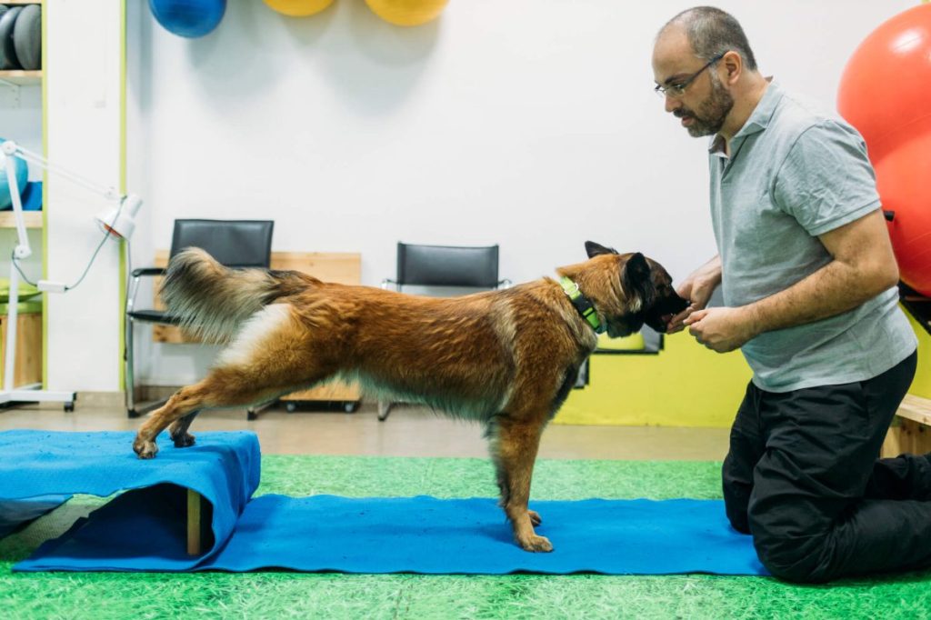 Chien soumis à une thérapie physique pour traiter la maladie de Pompe.