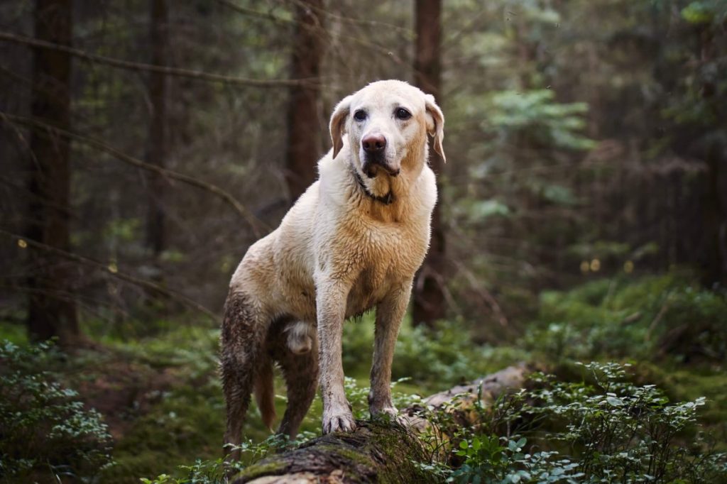 Labrador Retriever wet after walking through mud in the forest, one of the breeds susceptible to Alabama rot.