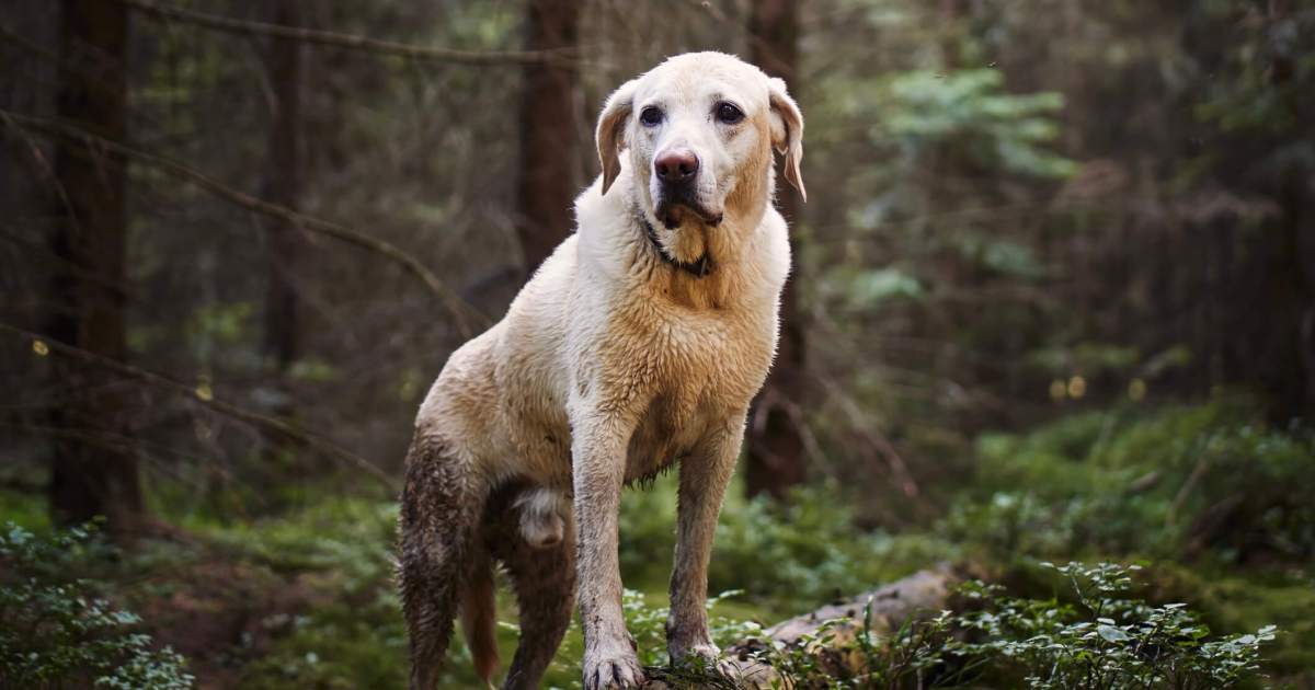 Alabama Rot in Dogs: Symptoms, Causes, & Treatments