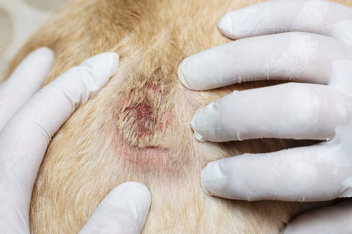 Alabama Rot In Dogs Symptoms Causes Treatments   IMG 2796 E1723040398742 