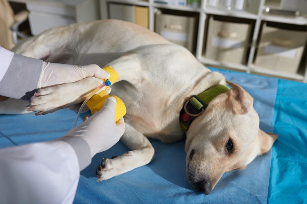 Vétérinaire fixant un cathéter intraveineux sur la patte d'un chien.