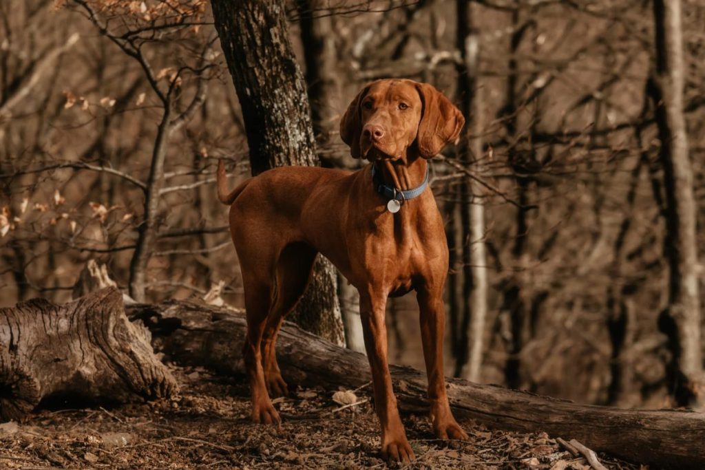 Chien vizsla dans les bois, les zones supposées être liées à la contraction de la pourriture de l'Alabama.