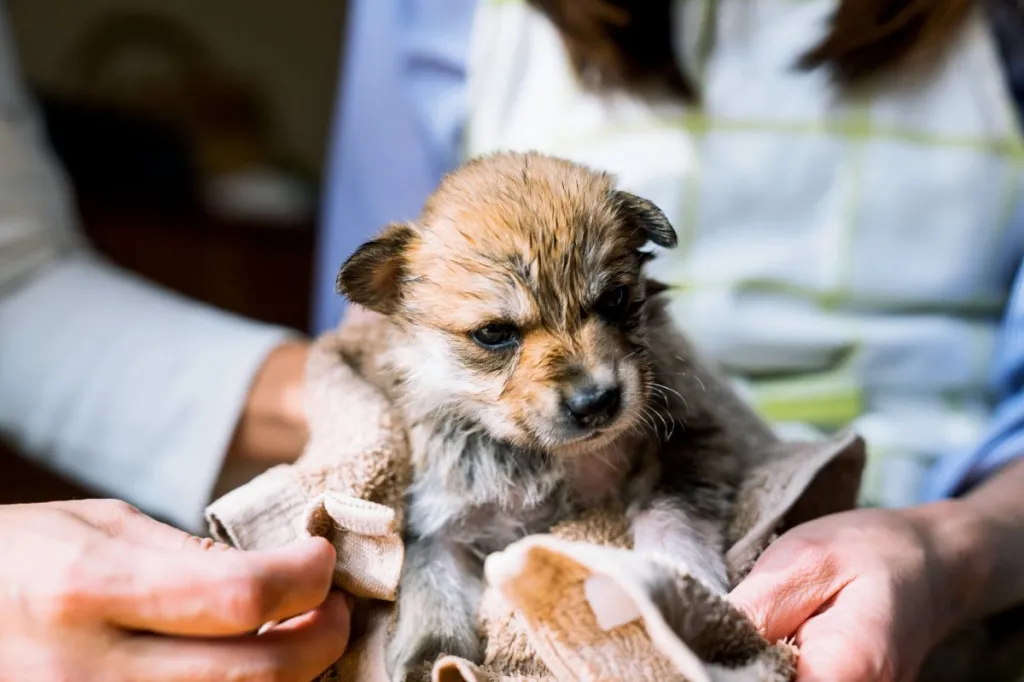 Chiot après un bain.