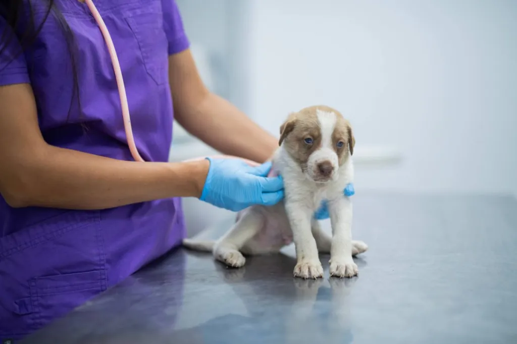 Vet diagnosing puppy for impetigo.