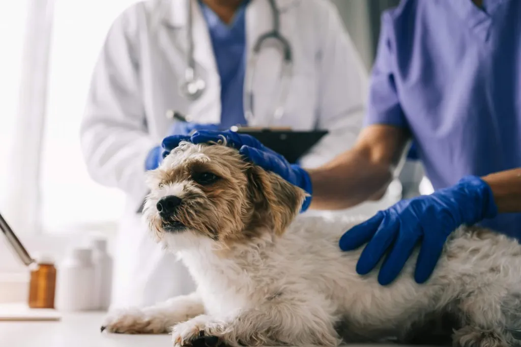 Dog with familial kidney disease at the vet’s for a checkup.