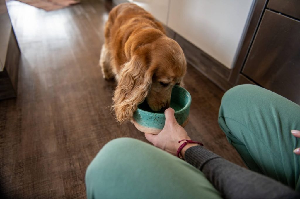 Un parent nourrit son chien avec un régime pour la santé des reins.