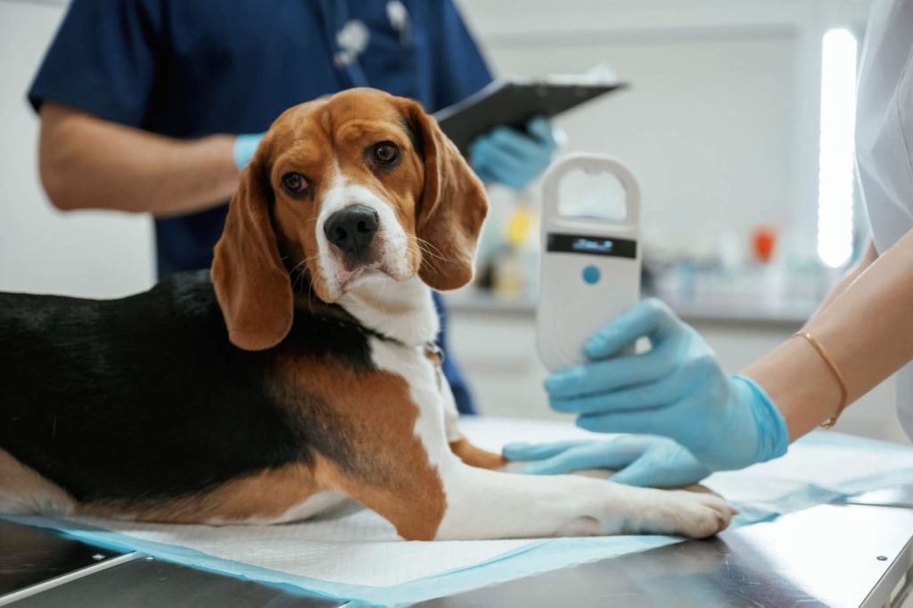 Chien beagle, souffrant d'une maladie rénale familiale, chez le vétérinaire pour un contrôle.