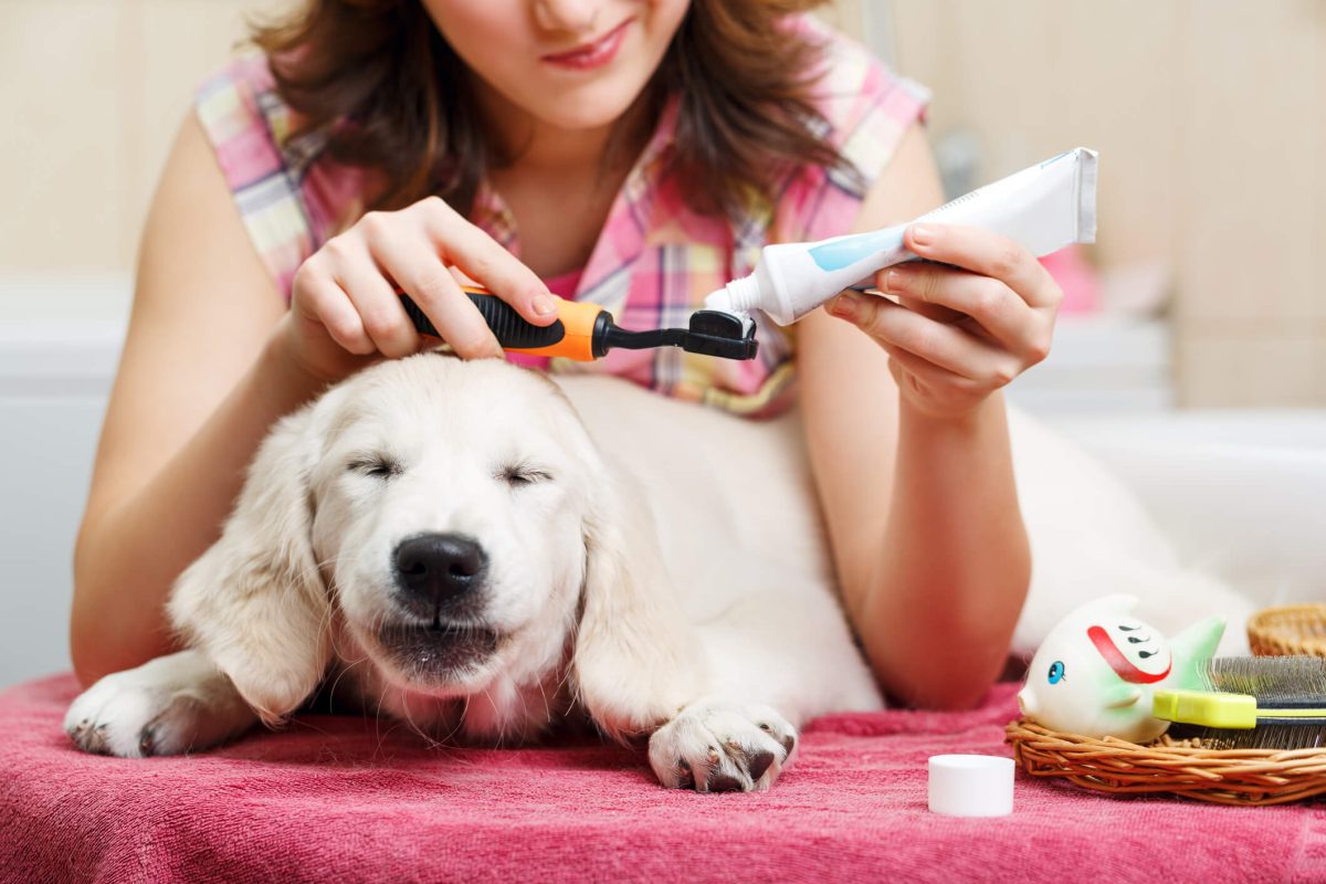 Toothpaste for Dogs What To Know