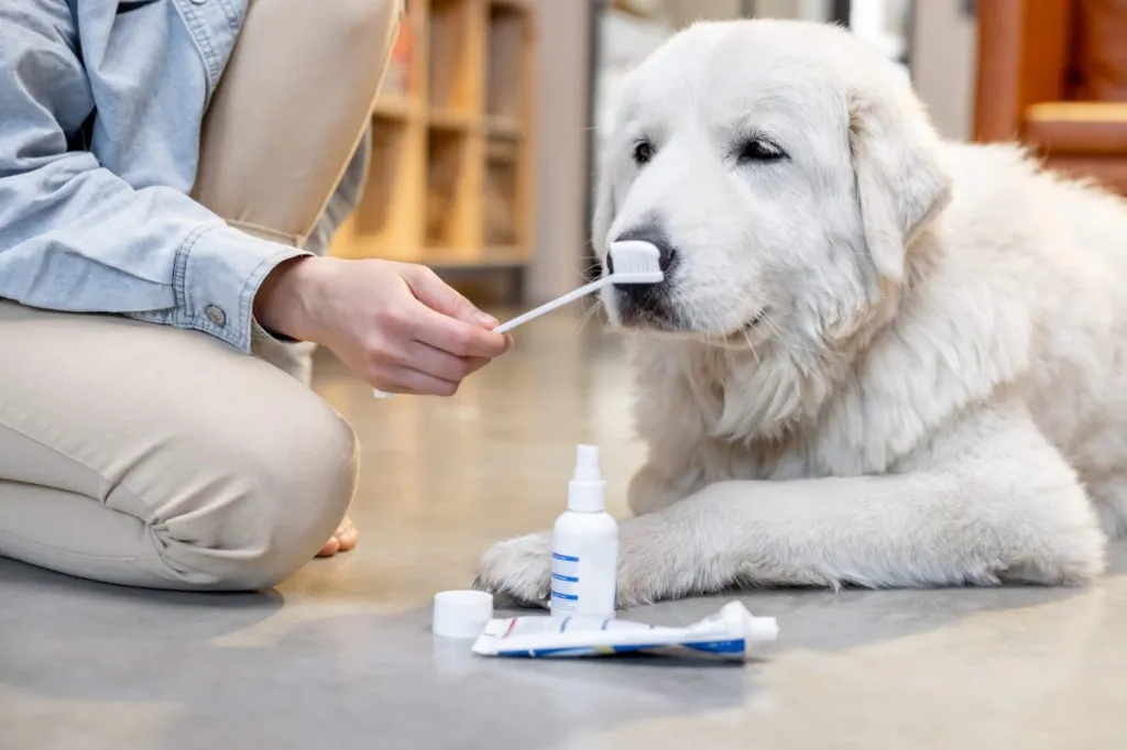 Chien avec une brosse à dents, du dentifrice et un spray en attendant le nettoyage des dents.