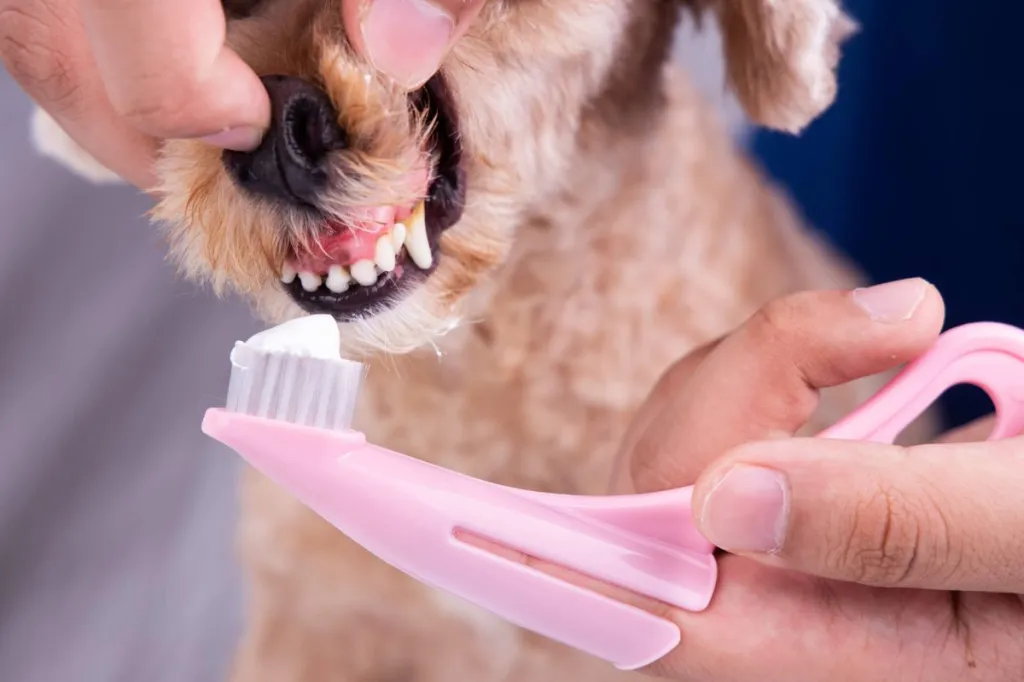 Dog parent brushing pet’s teeth with a dog toothpaste and toothbrush.