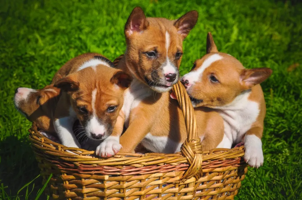 Basenji Puppy Pictures and Facts by Zahrah Patel