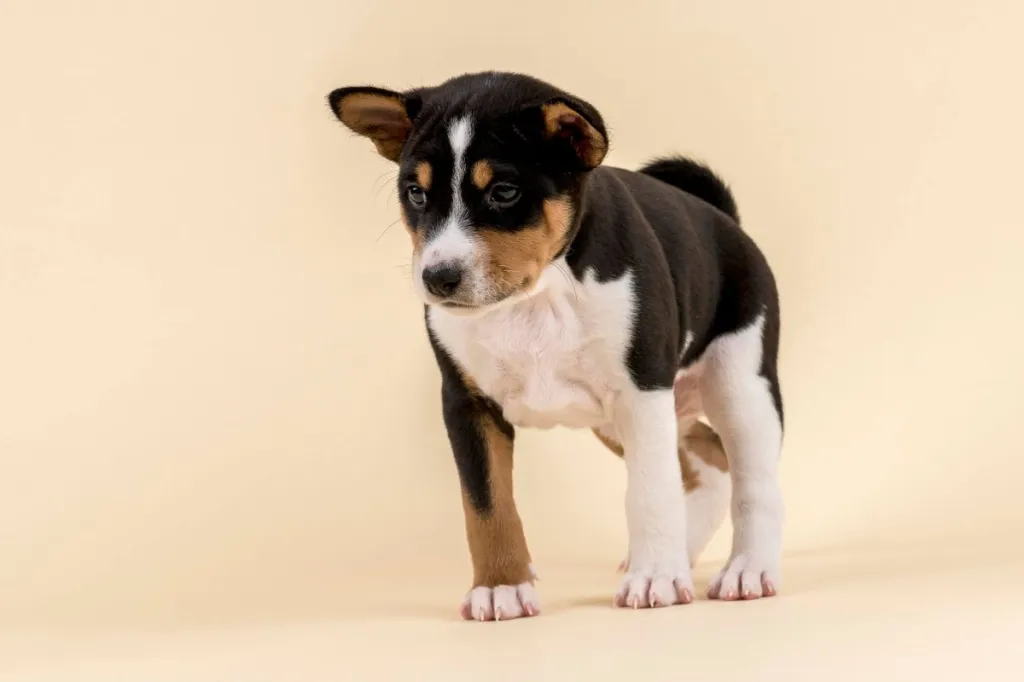 6-week old Basenji puppy.