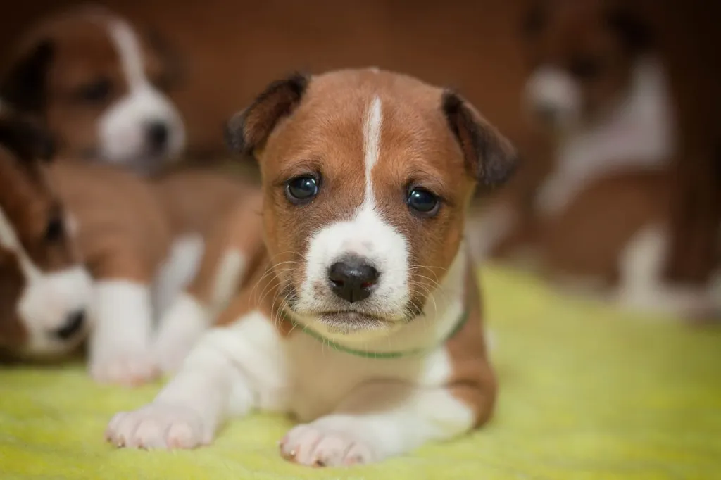 Cute Basenji puppy.