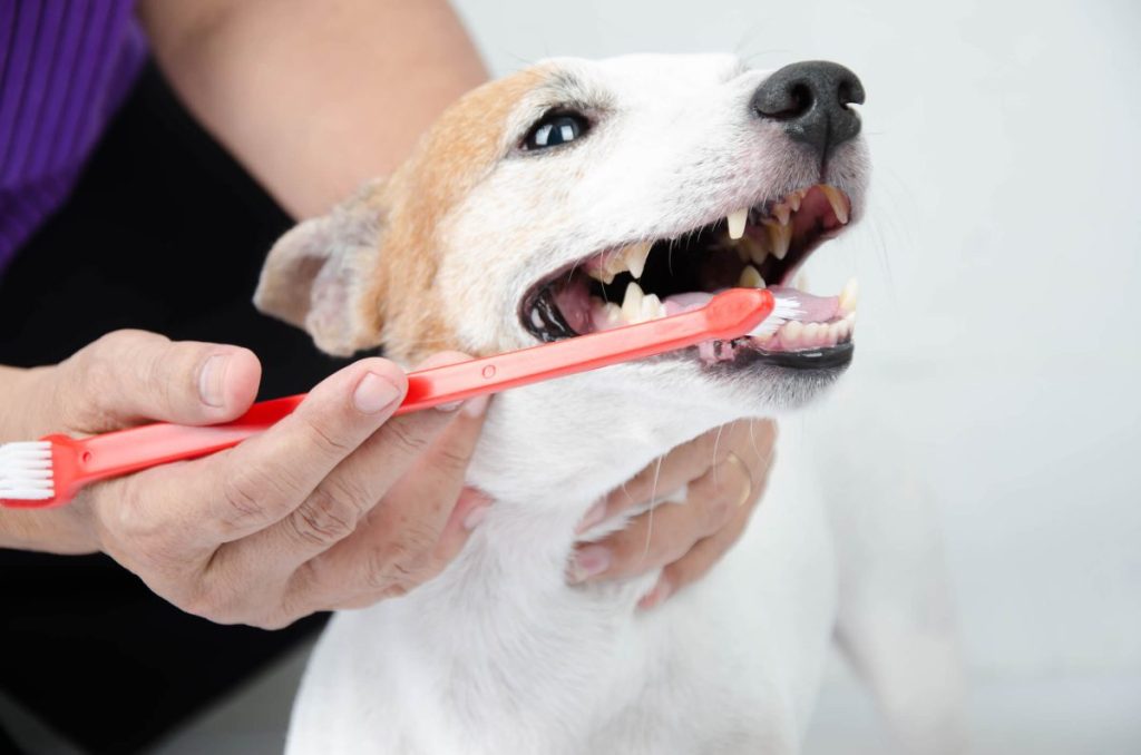 Parent brossant les dents de son chien à l'aide d'une brosse à dents à double extrémité.