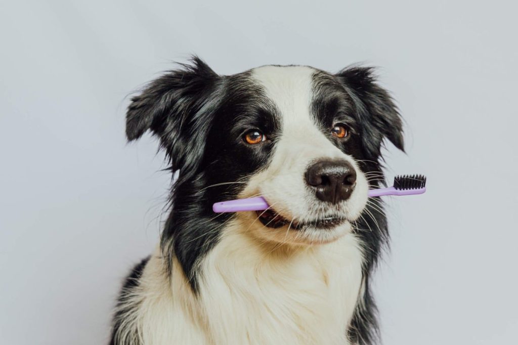 Mignon Border Collie tenant une brosse à dents dans la bouche.