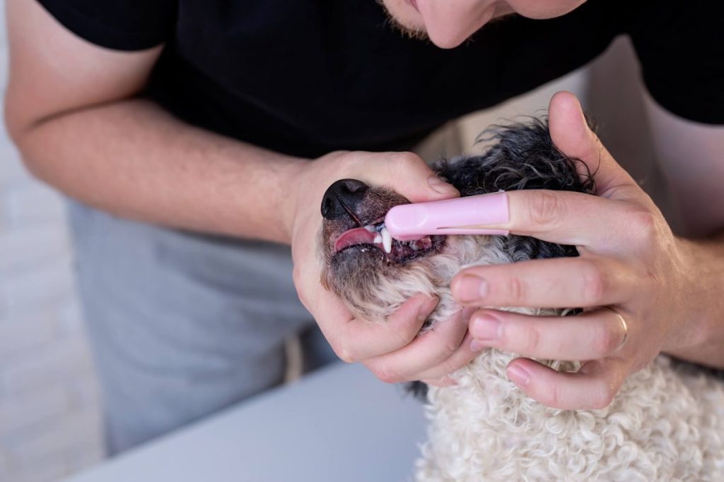 Parent brossant les dents de son chien à l'aide d'une brosse à dents à doigts.