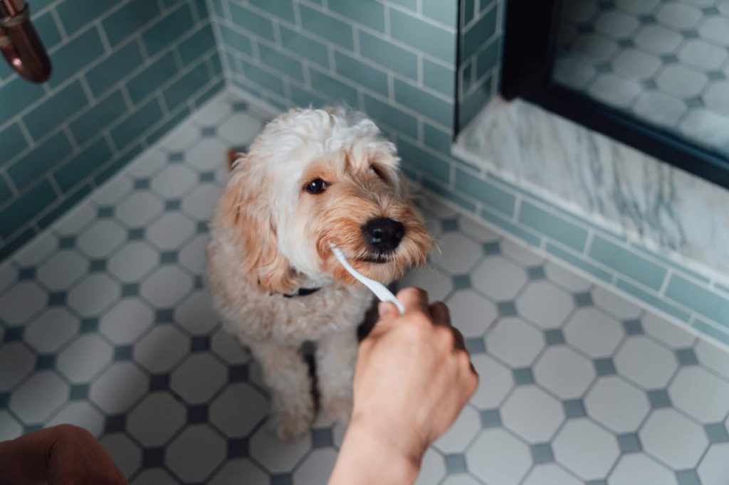 Homme brossant les dents de son chien dans la salle de bain.