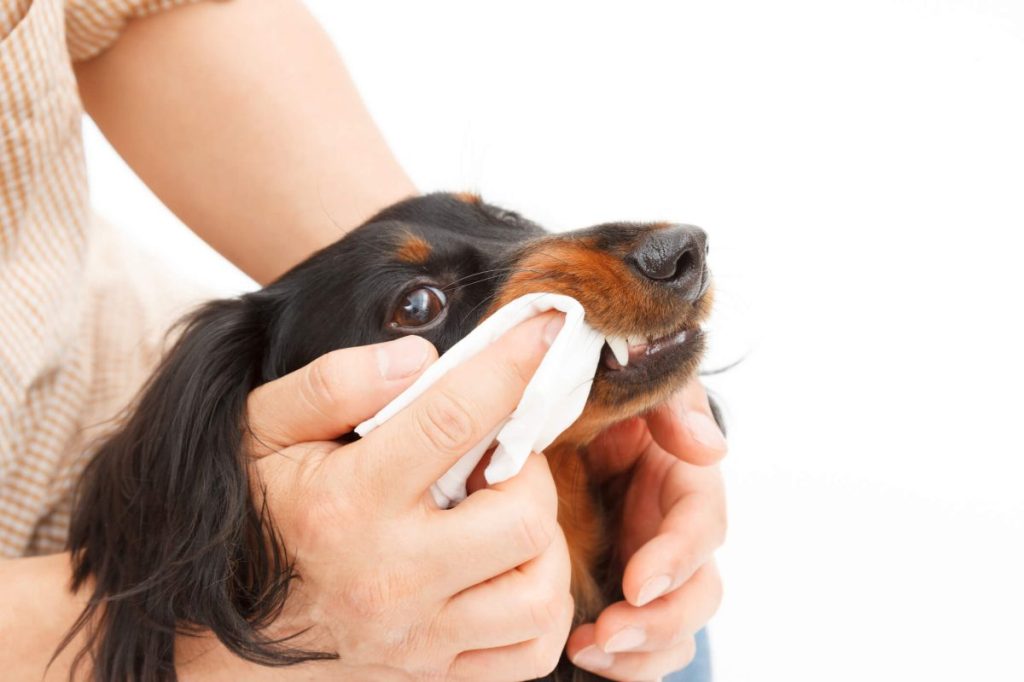 Un parent utilise des lingettes dentaires pour nettoyer les dents de son chien.