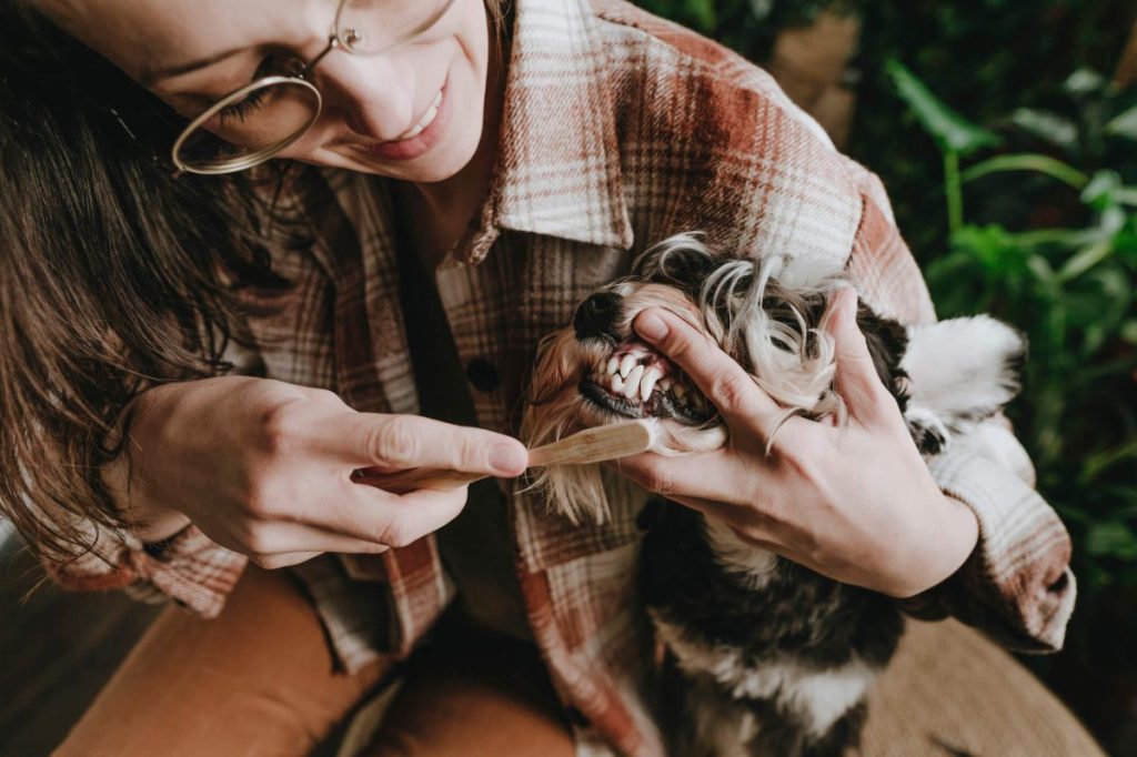 Un parent brosse les dents de son chien.