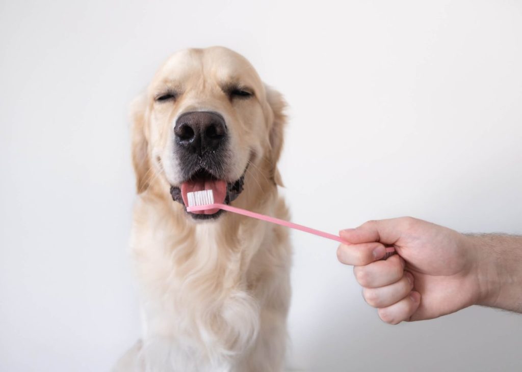 Chien léchant la brosse à dents.