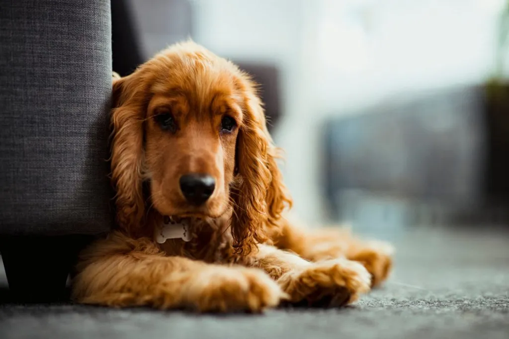 Sick English Cocker Spaniel puppy at home.