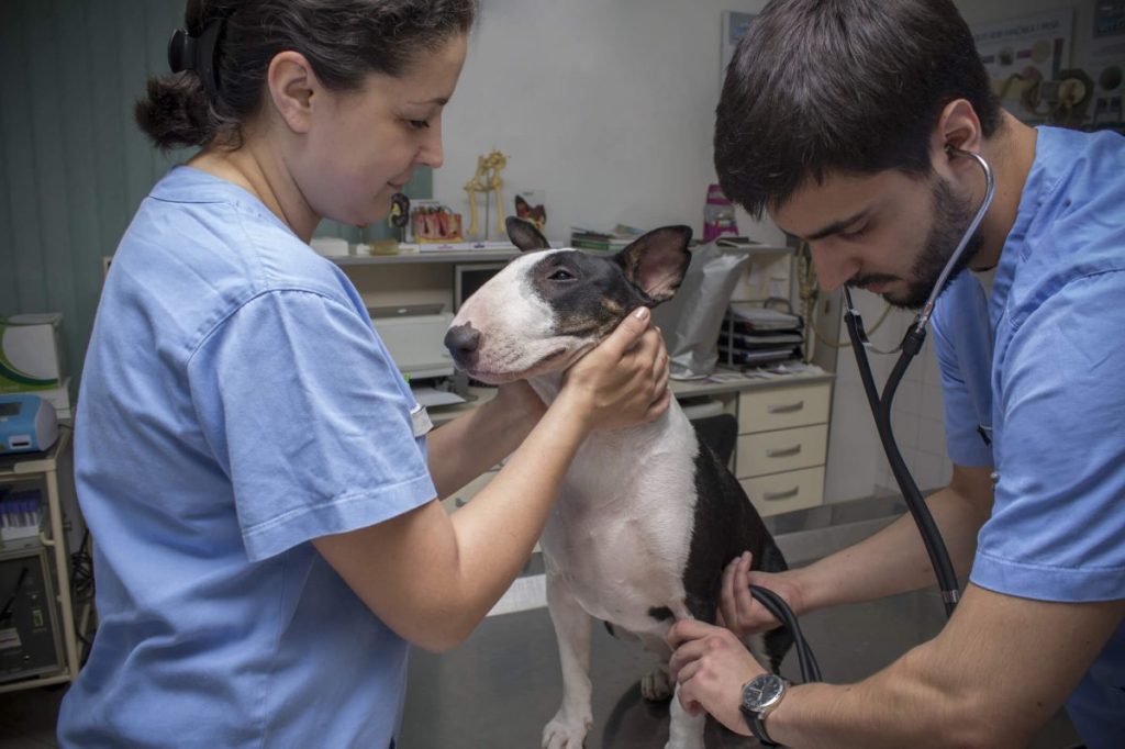 Jeune Bull Terrier atteint de néphrite héréditaire chez le vétérinaire pour un contrôle.