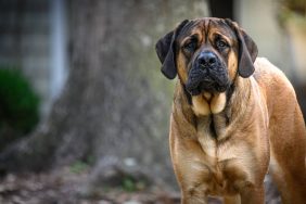 Mastiff as a guard dog — one of the pros of the breed.