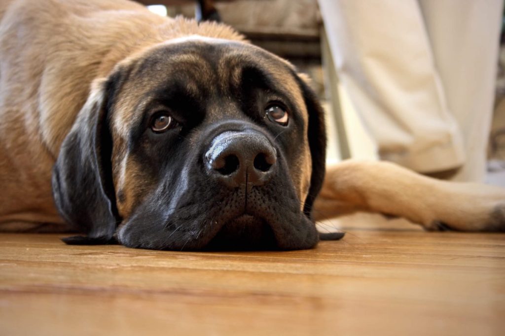 Mastiff lying on the floor — the breed’s laidback personality being a pro for those living a sedentary lifestyle.