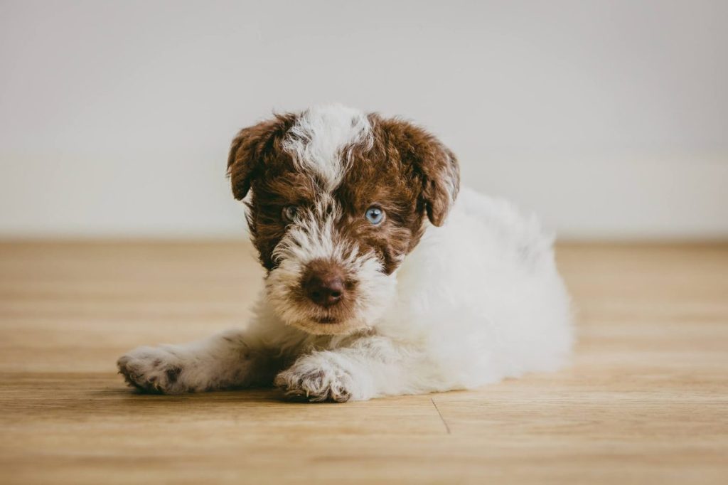 Fox Terrier Puppy Pictures and Facts