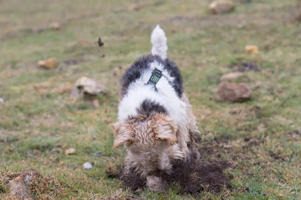 Fox Terrier digging the earth.