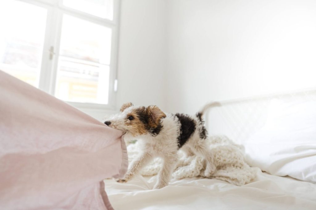 Fox Terrier puppy playfully pulls on bedsheet at home.