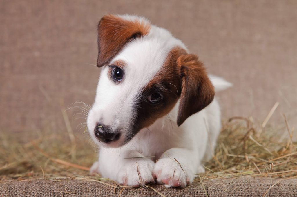 A small puppy of breed Smooth-haired Fox Terrier of a white color with red spots lies indoors on a bed covered with hay and bends their head.