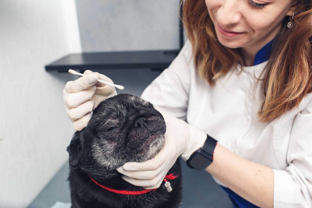 Vétérinaire nettoyant les plis de la face du chien avec un coton-tige pour prévenir la dermatite des plis cutanés.