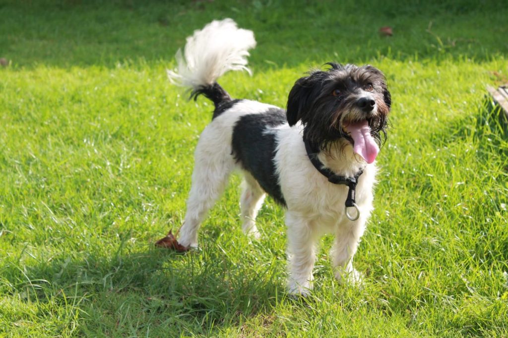 Happy dog wagging his tail.