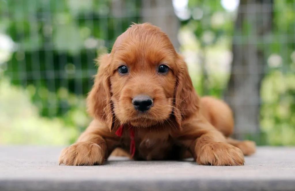 Picture of cute Irish Setter puppy.