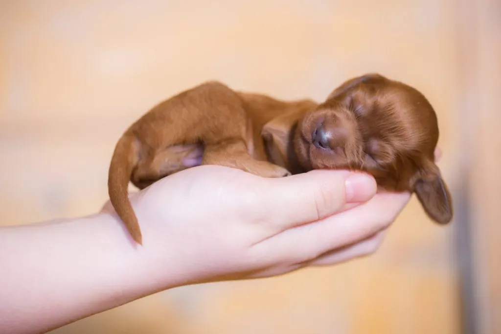 Human holding a newborn Irish Setter puppy in their palms.