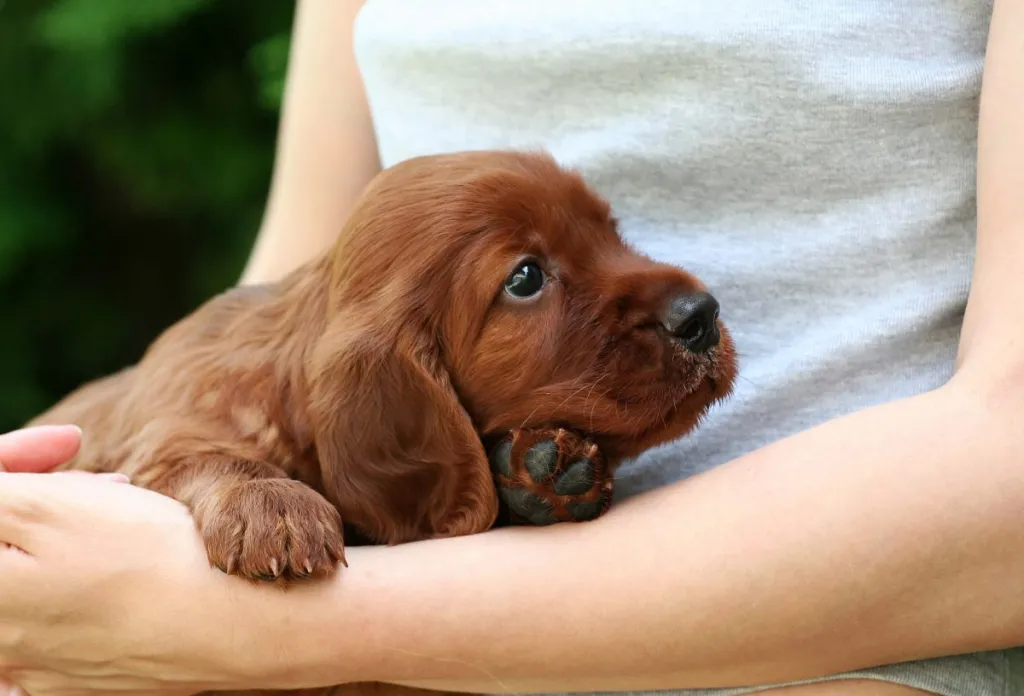 Picture of Irish Setter puppy in a human’s lap.