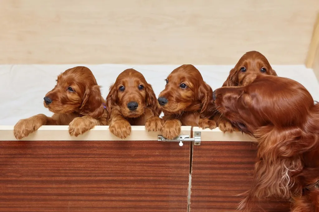 Four Irish Setter puppies in a wooden den with mother standing outside.