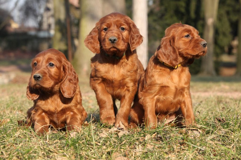 Three Irish Setter puppies outdoors.