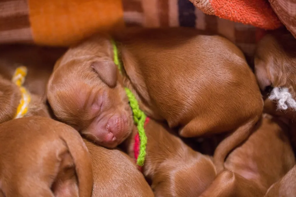 Picture of a newborn Irish Setter puppy.